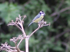 Cyanistes teneriffae