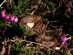 Vipera seoanei