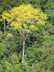 Schizolobium parahyba