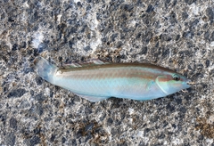 Halichoeres tenuispinis