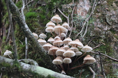 Mycena subgalericulata