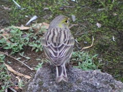 Serinus canaria