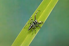 Cosmophasis micarioides