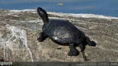 Trachemys scripta