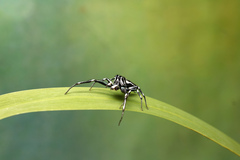 Cosmophasis micarioides