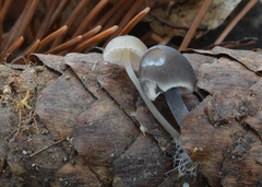 Mycena plumipes