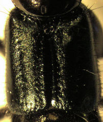 Thyreocephalus orthodoxus