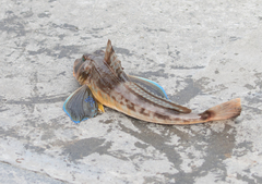 Chelidonichthys lucerna