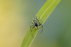 Cosmophasis micarioides