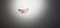 Idaea gemma