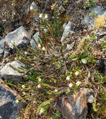 Cassiope tetragona