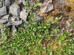Salix arctica