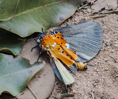 Peridrome orbicularis