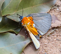 Peridrome orbicularis