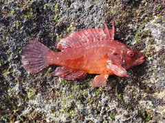 Pteragogus aurigarius