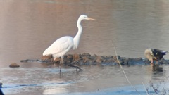 Ardea alba
