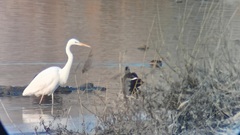 Ardea alba