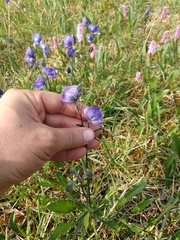 Aconitum delphiniifolium