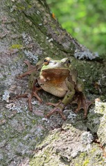 Hyla arborea