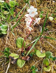 Pyrola grandiflora
