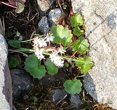 Micranthes nelsoniana