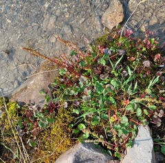 Oxyria digyna