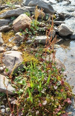 Oxyria digyna