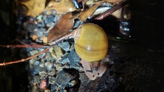 Hedleyella falconeri