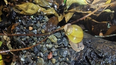 Hedleyella falconeri