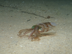 Sepioteuthis australis