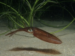 Sepioteuthis australis