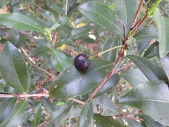 Peddiea africana