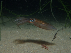 Sepioteuthis australis