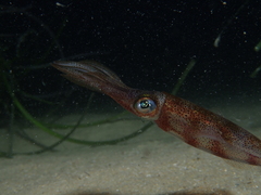 Sepioteuthis australis