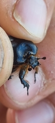 Heterostigmatina