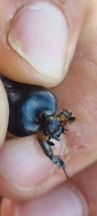 Heterostigmatina