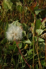 Scorzonera parviflora