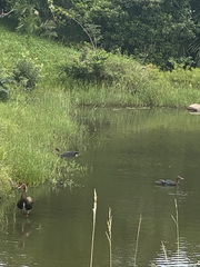 Plectropterus gambensis