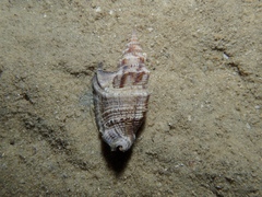 Euprotomus vomer