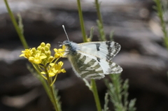 Euchloe eversi