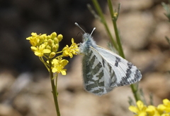 Euchloe eversi