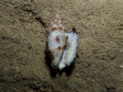 Euprotomus vomer