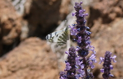 Euchloe eversi
