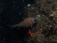 Pempheris klunzingeri