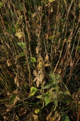 Scorzonera parviflora