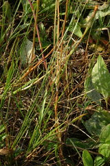 Scorzonera parviflora