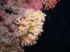 Melithaeinae