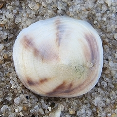 Desmaulus extinctorium