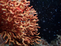 Melithaeinae
