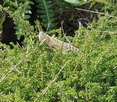 Schistocerca gregaria